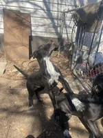 Bonnie and clyde, a male American Pit Bull Terrier for sale in Texarkana, AR – Photo 2 of 8