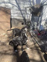 Bonnie and clyde, a male American Pit Bull Terrier for sale in Texarkana, AR – Photo 6 of 8