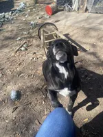 Bonnie and clyde, a male American Pit Bull Terrier for sale in Texarkana, AR – Photo 3 of 8