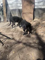 Bonnie and clyde, a male American Pit Bull Terrier for sale in Texarkana, AR – Photo 8 of 8