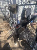 Bonnie and clyde, a male American Pit Bull Terrier for sale in Texarkana, AR – Photo 4 of 8