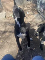 Bonnie and Clyde , a male American Pit Bull Terrier for sale in Texarkana, AR – Photo 4 of 10