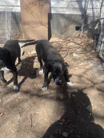 Bonnie and Clyde , a male American Pit Bull Terrier for sale in Texarkana, AR – Photo 6 of 10