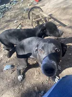 Bonnie and Clyde , a male American Pit Bull Terrier for sale in Texarkana, AR – Photo 3 of 10