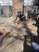 Bonnie and Clyde , a male American Pit Bull Terrier for sale in Texarkana, AR – Photo 7 of 10