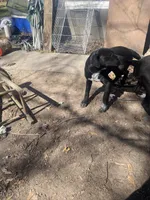 Bonnie and Clyde , a male American Pit Bull Terrier for sale in Texarkana, AR – Photo 9 of 10