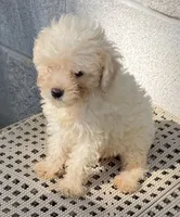 Josh, a male Maltipoo for sale in Wesson, MS – 2 of 5