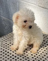 Josh, a male Maltipoo for sale in Wesson, MS – 5 of 5