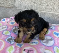 Mary, a female Yorkshire Terrier for sale in Wesson, MS – 4 of 5