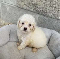 Ethan , a male Maltipoo for sale in Wesson, MS – 3 of 4