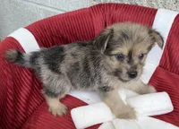 Sonnie, a male Pomeranian and Yorkshire Terrier for sale in Wesson, MS – 1 of 4