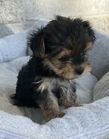 Jenna , a female Yorkshire Terrier for sale in Wesson, MS – 2 of 3