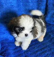 Chad, a male Shih Tzu for sale in Wesson, MS – 2 of 2