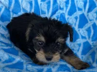 Lucas, a male Yorkshire Terrier for sale in Wesson, MS – 2 of 6
