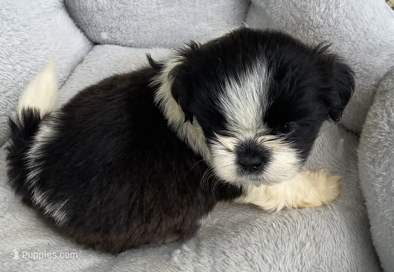 Jimmy  – Shih Tzu puppy for sale in Wesson, MS