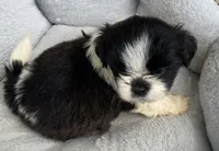 Jimmy , a male Shih Tzu for sale in Wesson, MS – 1 of 3