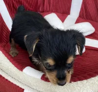 Ben, a male Yorkshire Terrier for sale in Wesson, MS – 3 of 4