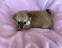 Gail, a female Pomeranian for sale in Wesson, MS – 4 of 5