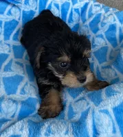 Lucas, a male Yorkshire Terrier for sale in Wesson, MS – 6 of 6