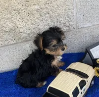Tad, a male Yorkshire Terrier for sale in Wesson, MS – 4 of 6