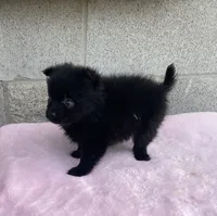 Bella, a female Pomeranian for sale in Wesson, MS – 6 of 6