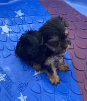 Little King, a male Yorkshire Terrier for sale in Wesson, MS – 3 of 6