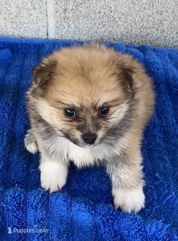 Ken – Pomeranian puppy for sale in Wesson, MS