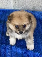 Ken, a male Pomeranian for sale in Wesson, MS – 1 of 3