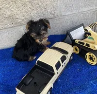 Tad, a male Yorkshire Terrier for sale in Wesson, MS – 5 of 6