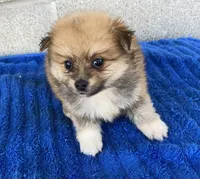 Ken, a male Pomeranian for sale in Wesson, MS – 3 of 3
