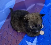 Rusty, a male Pomeranian and Shih Tzu for sale in Wesson, MS – Photo 3 of 5