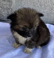 Rusty, a male Pomeranian and Shih Tzu for sale in Wesson, MS – Photo 4 of 5