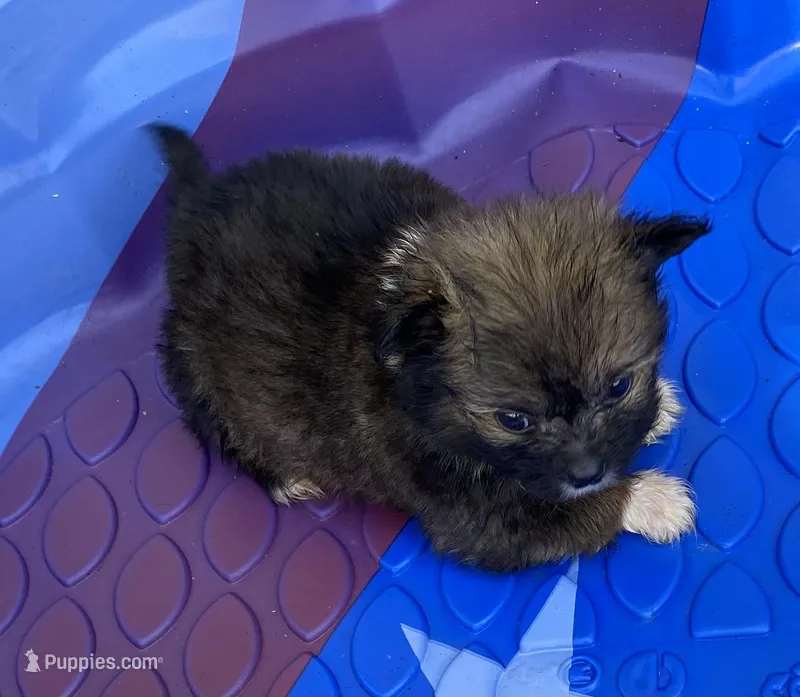 Rusty – Pomeranian, Shih Tzu puppy for sale in Wesson, MS