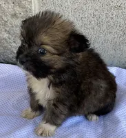 Rusty, a male Pomeranian and Shih Tzu for sale in Wesson, MS – Photo 5 of 5