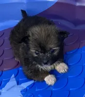 Rusty, a male Pomeranian and Shih Tzu for sale in Wesson, MS – Photo 2 of 5