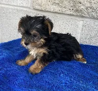Tad, a male Yorkshire Terrier for sale in Wesson, MS – 3 of 6