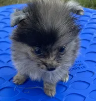 Cliff, a male Pomeranian for sale in Wesson, MS – 3 of 5