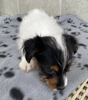 Gail, a female Yorkshire Terrier for sale in Wesson, MS – 3 of 4