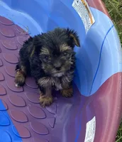 Little King, a male Yorkshire Terrier for sale in Wesson, MS – 2 of 6