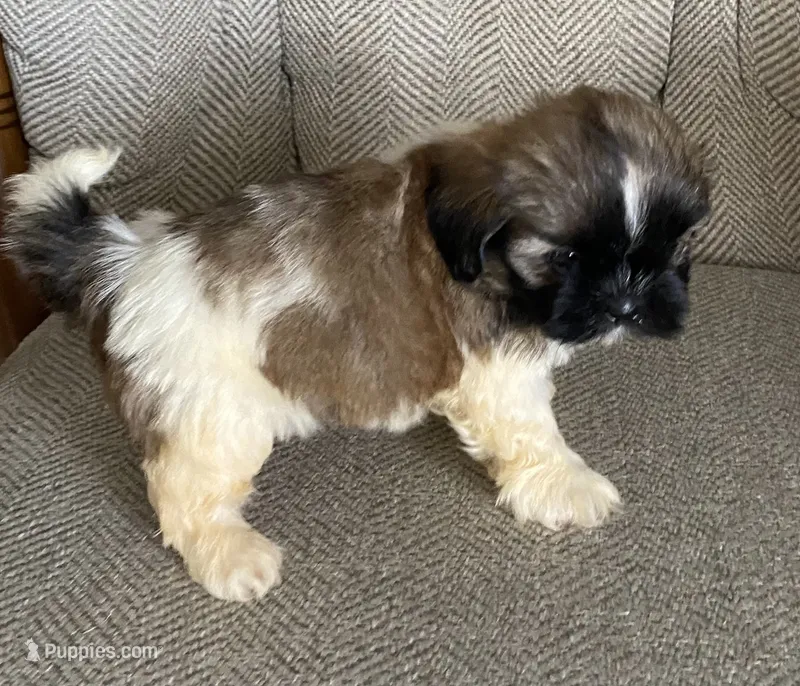 Joe – Shih Tzu puppy for sale in Wesson, MS