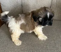 Joe, a male Shih Tzu for sale in Wesson, MS – 1 of 3