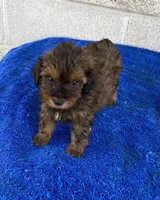Bill, a male Maltipoo for sale in Wesson, MS – 2 of 6