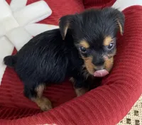 Ben, a male Yorkshire Terrier for sale in Wesson, MS – 4 of 4