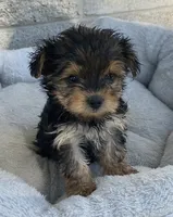 Jenna , a female Yorkshire Terrier for sale in Wesson, MS – 1 of 3