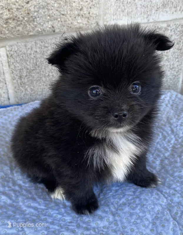 Jerry  – Pomeranian puppy for sale in Wesson, MS