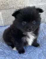 Jerry , a male Pomeranian for sale in Wesson, MS – 1 of 3
