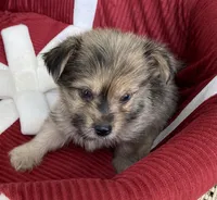 Sonnie, a male Pomeranian and Yorkshire Terrier for sale in Wesson, MS – 2 of 4