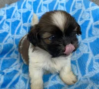 Jack, a male Shih Tzu for sale in Wesson, MS – 2 of 3