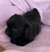 Stella, a female Shihpoo for sale in Wesson, MS – Photo 3 of 3