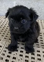 Stella, a female Shihpoo for sale in Wesson, MS – Photo 2 of 3